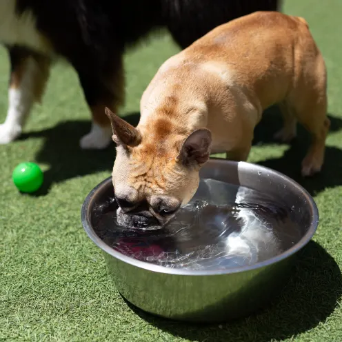 Dog drinking water at Bowhaus in Boulder, CO